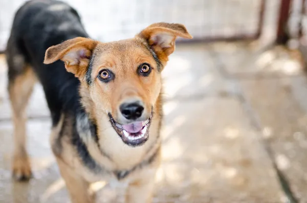 Oddam psa, Pruszcz Gdański, Osiedle Wschód, 21 lutego 2026 (1/4)