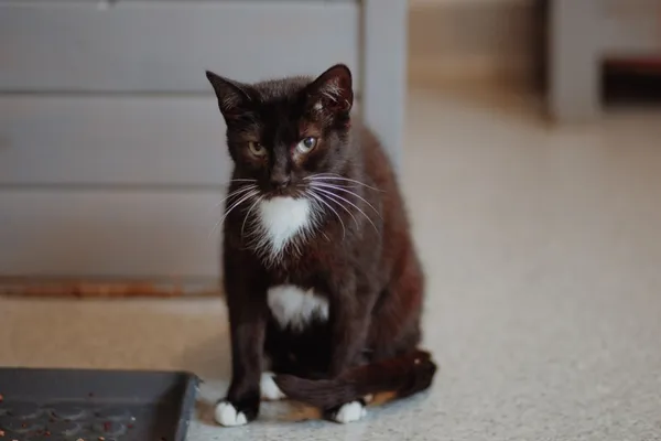 Oddam kota, Elbląg, Kopernika, 21 lutego 2026 (2/4)