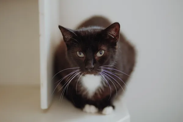 Oddam kota, Elbląg, Kopernika, 21 lutego 2026 (3/4)