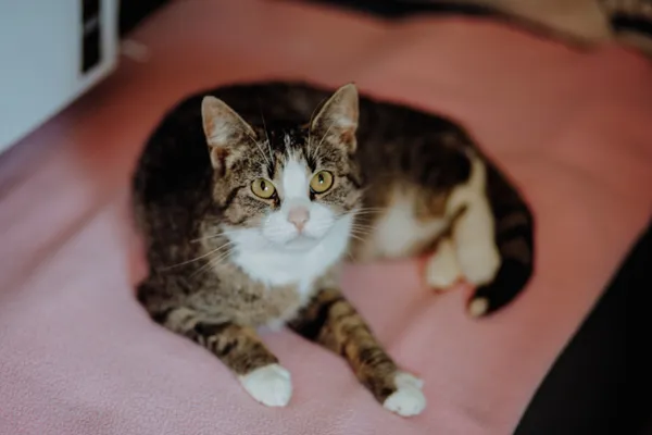 Oddam kota, Elbląg, Śródmieście, 21 lutego 2026 (2/3)