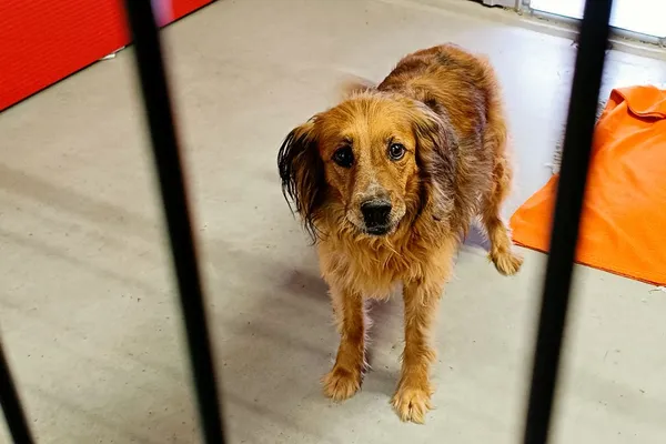 Znaleziono psa, Wałbrzych, 19 lutego 2026