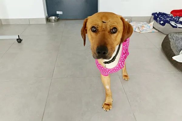 Znaleziono psa, Wałbrzych, 17 lutego 2026