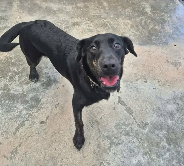 Znaleziono psa, Lublin, 20 lutego 2026