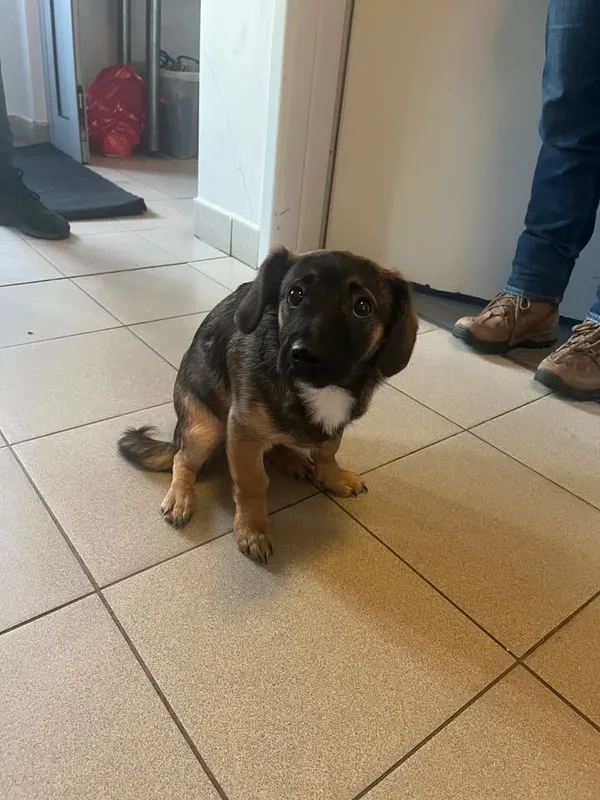 Znaleziono psa, Lublin, 20 lutego 2026