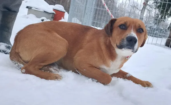 Znaleziono psa, Pieckowo, 18 lutego 2026 (1/2)