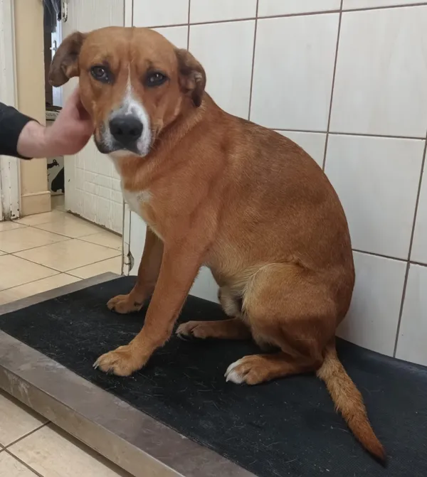 Znaleziono psa, Pieckowo, 18 lutego 2026 (2/2)