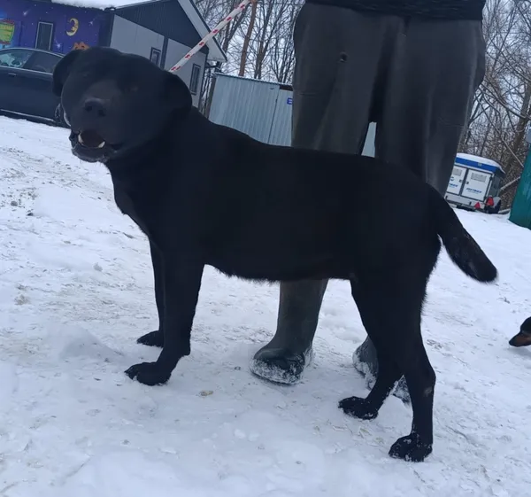 Znaleziono psa, Pieckowo, 18 lutego 2026 (1/2)