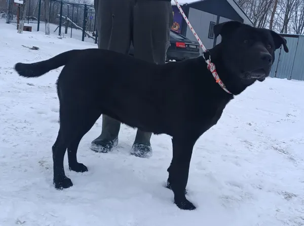 Znaleziono psa, Pieckowo, 18 lutego 2026 (2/2)