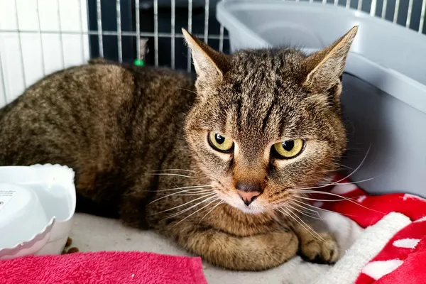 Znaleziono kota, Wałbrzych, 15 lutego 2026