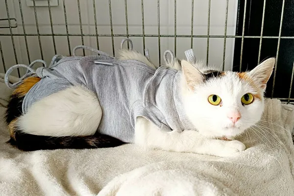 Znaleziono kota, Wałbrzych, 11 lutego 2026