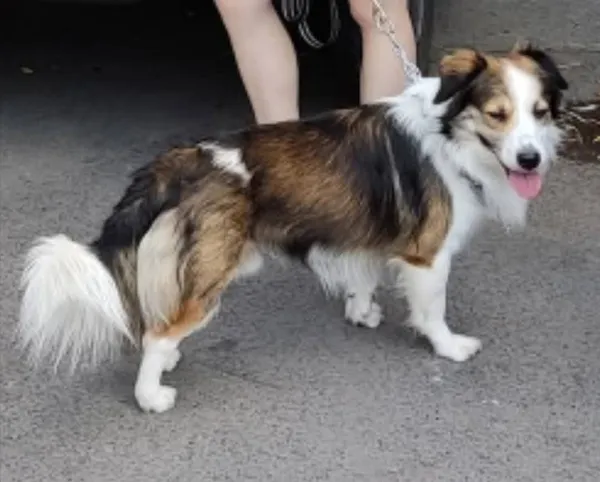 Zaginął pies, Sokolany, 21 lutego 2026 (1/3)