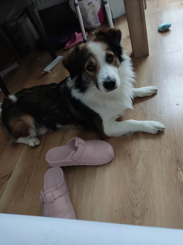 Zaginął pies, Sokolany, 21 lutego 2026 (3/3)