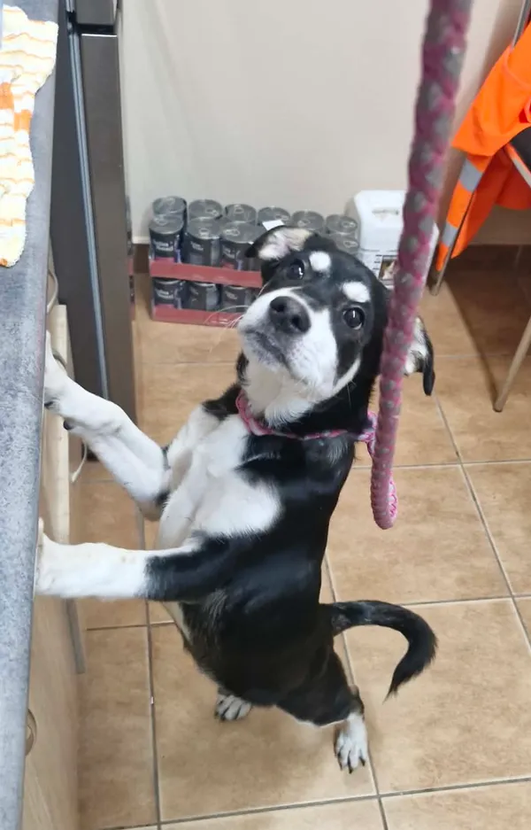 Znaleziono psa, Sosnowiec, 17 lutego 2026