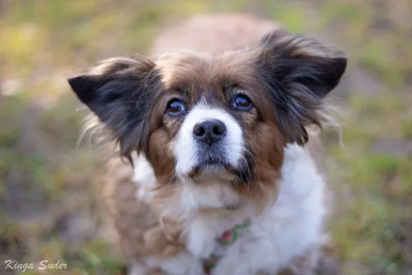 Pies do adopcji, Kraków, 4 lutego 2026 (2/4)