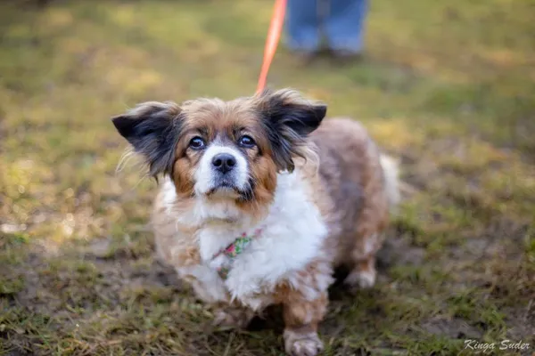 Pies do adopcji, Kraków, 4 lutego 2026 (3/4)