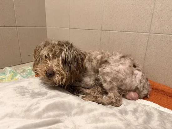 Pies do adopcji, Kraków, 6 lutego 2026