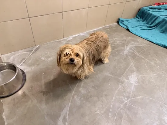 Pies do adopcji, Kraków, 7 lutego 2026