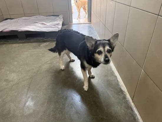 Pies do adopcji, Kraków, 7 lutego 2026