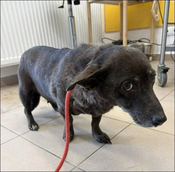 Znaleziono psa, Grudziądz, 20 lutego 2026