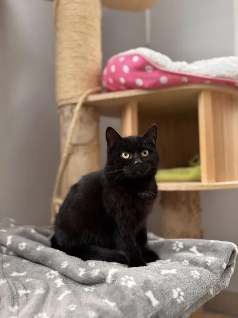 Kot do adopcji, Piła, 5 stycznia 2026 (1/4)