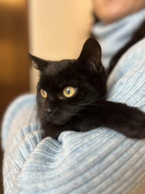 Kot do adopcji, Piła, 5 stycznia 2026 (2/4)