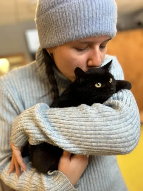 Kot do adopcji, Piła, 5 stycznia 2026 (4/4)