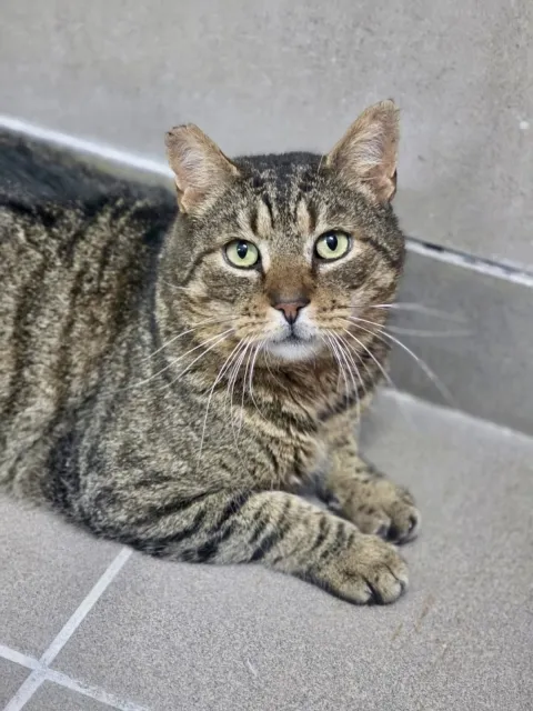 Kot do adopcji, Piła, 16 stycznia 2026 (1/2)