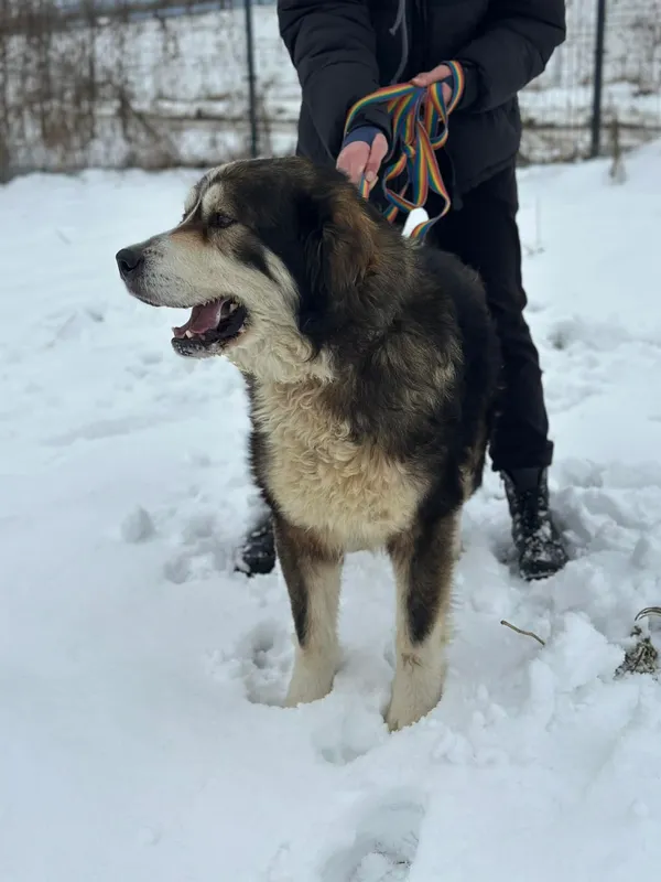 Pies do adopcji, Żywiec, 21 lutego 2026 (2/5)