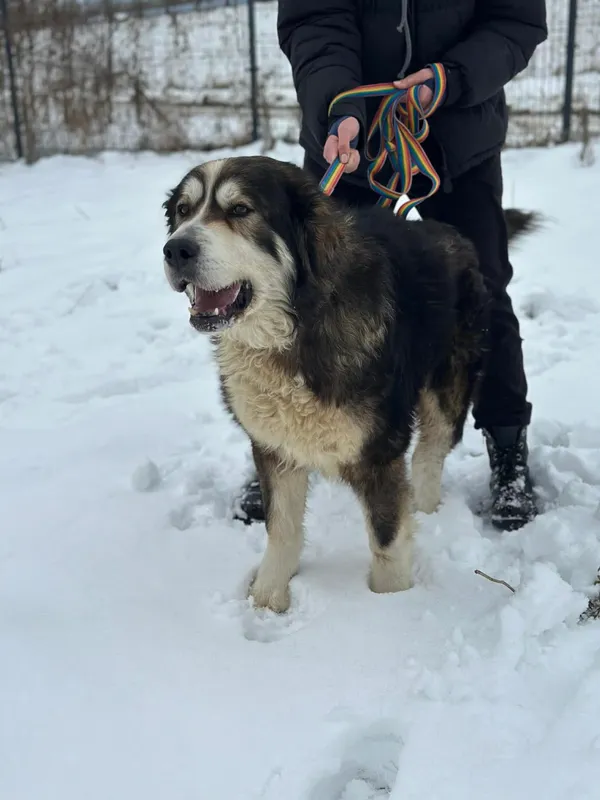 Pies do adopcji, Żywiec, 21 lutego 2026 (3/5)