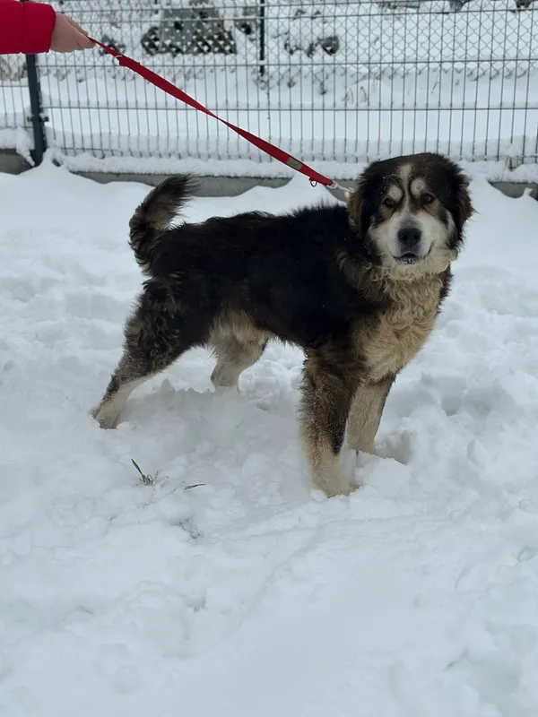 Pies do adopcji, Żywiec, 21 lutego 2026 (5/5)