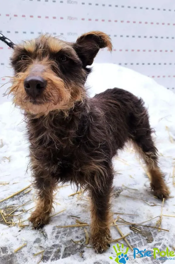 Pies do adopcji, Racławice, 19 lutego 2026 (1/2)