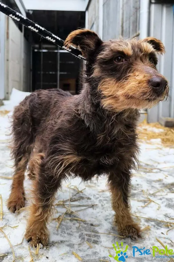 Pies do adopcji, Racławice, 19 lutego 2026 (2/2)