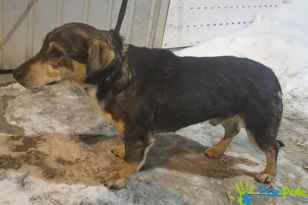 Pies do adopcji, Racławice, 20 lutego 2026 (2/2)