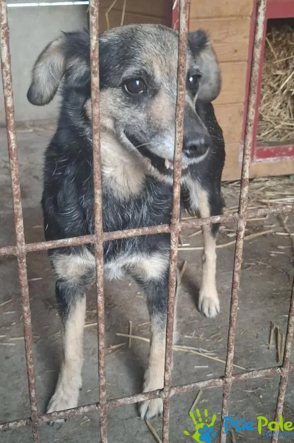 Pies do adopcji, Racławice, 20 lutego 2026