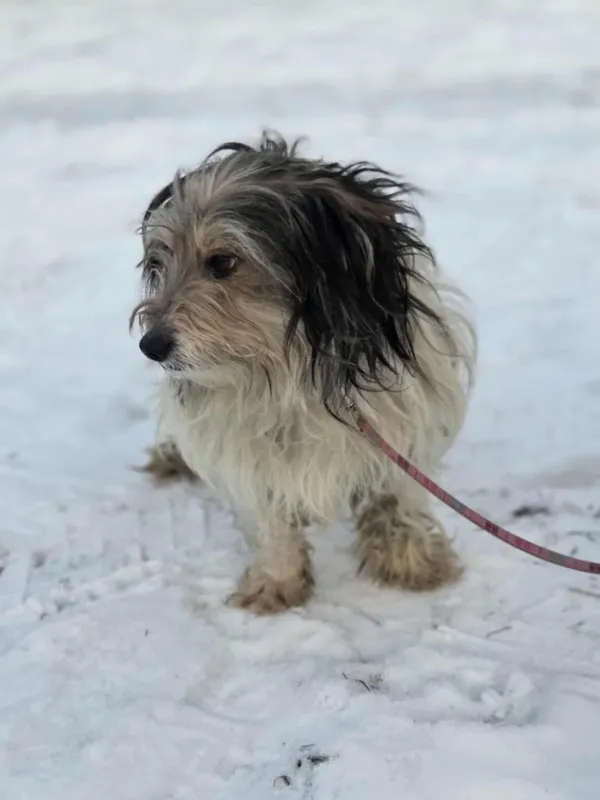 Pies do adopcji, Zgierz, 21 lutego 2026 (4/5)