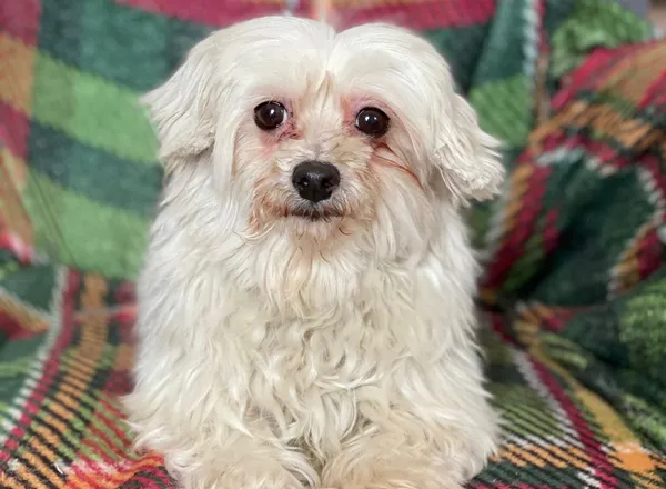 Pies do adopcji, Głowno, 21 lutego 2026 (1/2)