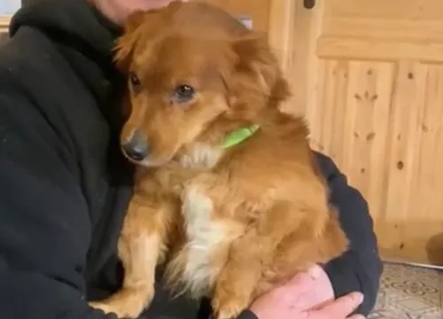 Pies do adopcji, Głowno, 21 lutego 2026 (4/5)