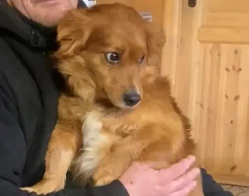 Pies do adopcji, Głowno, 21 lutego 2026 (5/5)