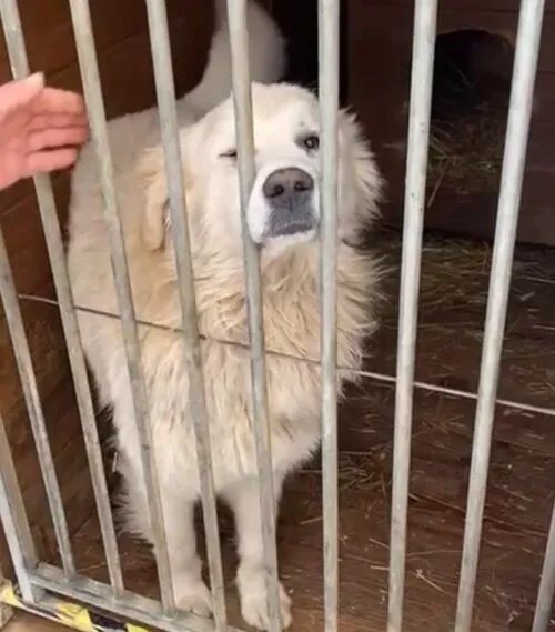 Pies do adopcji, Głowno, 21 lutego 2026 (2/4)