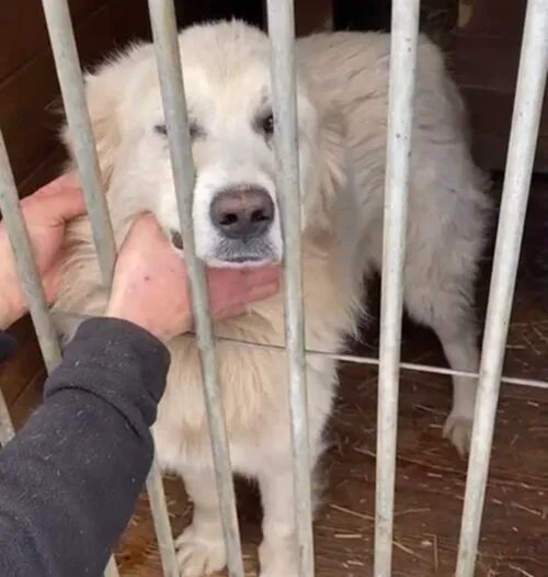 Pies do adopcji, Głowno, 21 lutego 2026 (3/4)