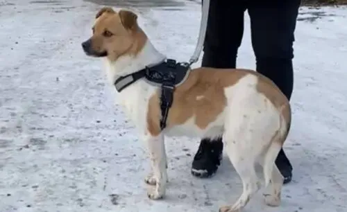 Pies do adopcji, Głowno, 21 lutego 2026 (2/4)