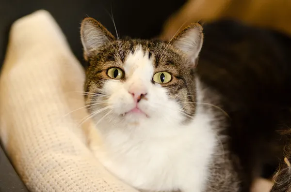 Oddam kota, Elbląg, Kopernika, 22 lutego 2026 (2/2)