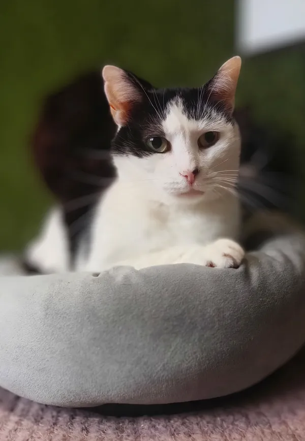 Oddam kota, Elbląg, Zakrzewo, 22 lutego 2026 (1/3)