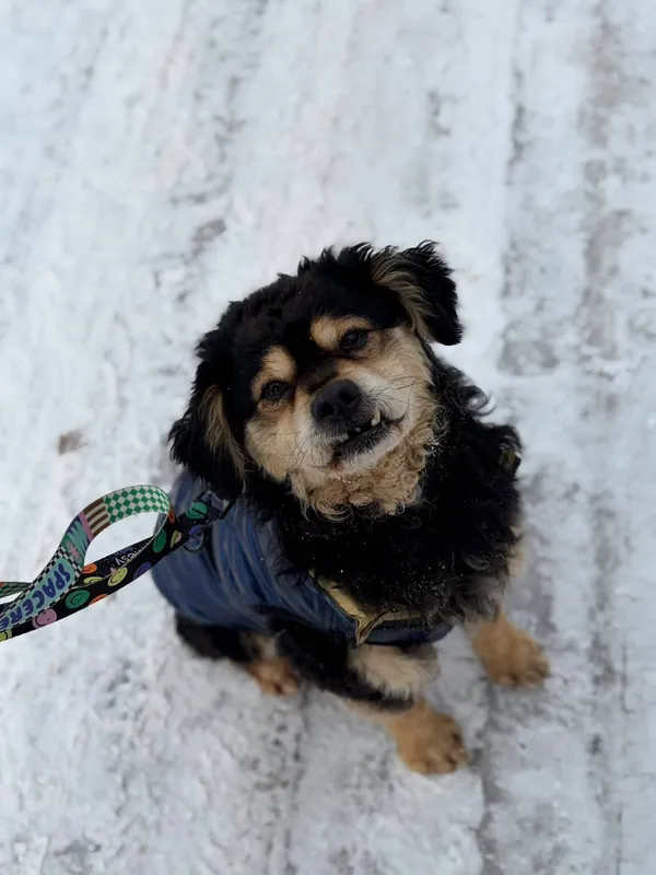 Oddam psa, Gdańsk, Młode Miasto, 22 lutego 2026 (1/3)