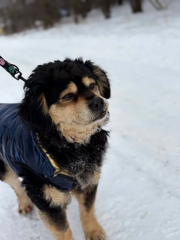 Oddam psa, Gdańsk, Młode Miasto, 22 lutego 2026 (3/3)