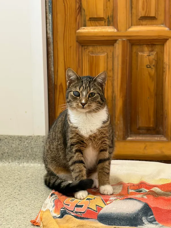 Oddam kota, Elbląg, Na Stoku, 22 lutego 2026