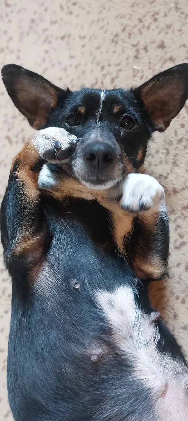 Oddam psa, Elbląg, Śródmieście, 22 lutego 2026 (1/2)