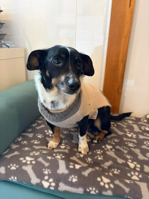 Oddam psa, Elbląg, Śródmieście, 22 lutego 2026 (2/2)