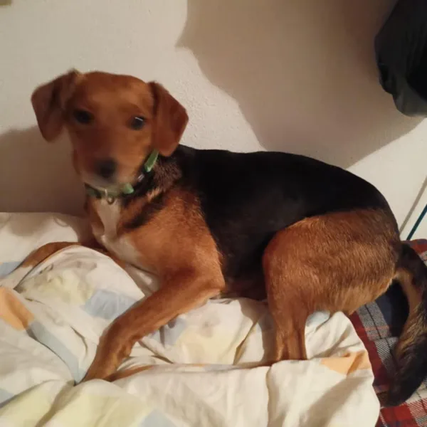 Pies do adopcji, Rytlów, 22 lutego 2026 (1/5)