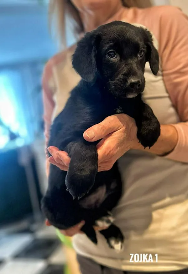 Pies do adopcji, Rytlów, 22 lutego 2026 (2/5)